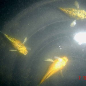 mystery_fish.jpg