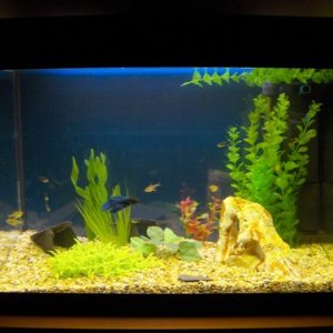 new_tank.jpg