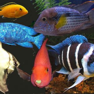 Fishes.jpg