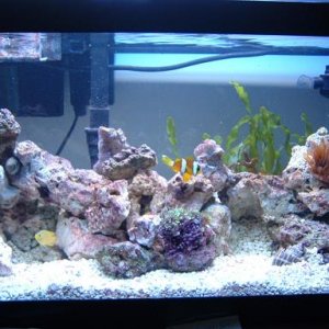 Reef_Aquarium_SmallerSize.JPG