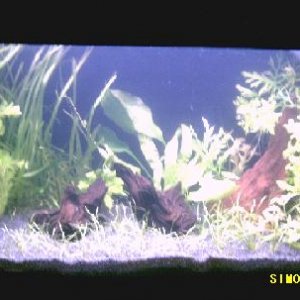 planted_tank_18th_dec_05.JPG