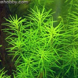 Rotala_nanjenshan_1.jpg