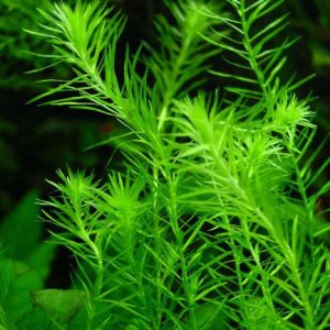 Mayaca_fluviatilis.jpg