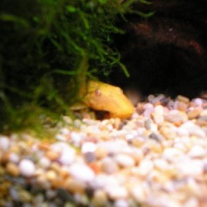 golden_bristlenose.JPG