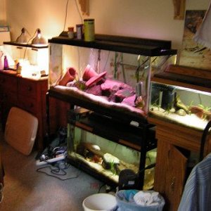 fish_tanks.JPG