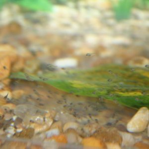 angelfish_fry.JPG