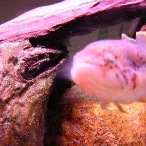 DSCN0213__good_.JPG