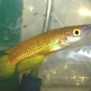 gold_panchax.jpg