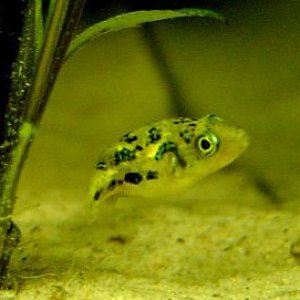 DwarfPuffer.jpg