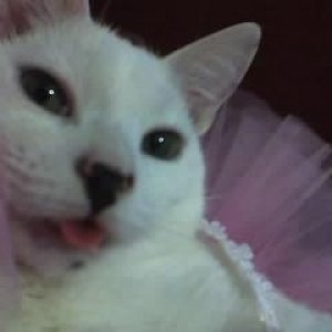tounge.JPG