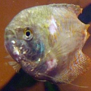 gourami_1.jpg