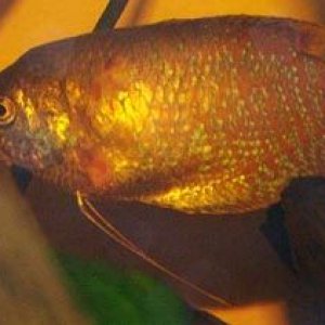 gourami_2.jpg