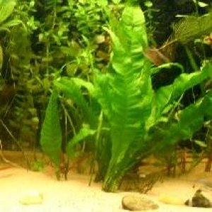 fern.JPG