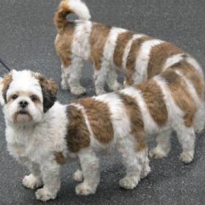What_A_Dog.jpg