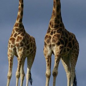 giraffes_joined_at_the_neck.jpg