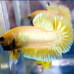 betta8.JPG