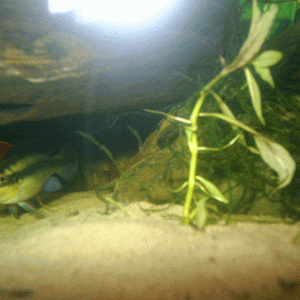 PIC_0009.gif