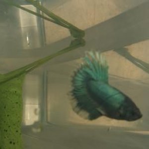 bettas_597.jpg