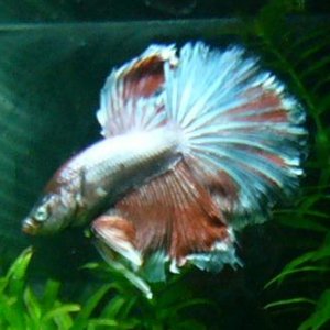 Gizmo1.JPG