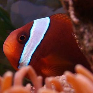 tffnano1.jpg