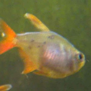 Disease_Tetra1.jpg