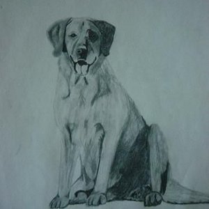 dogpencil.JPG
