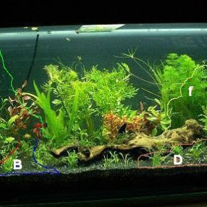 decent_tank___PLANTING_pic.JPG