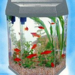 Fish.jpg