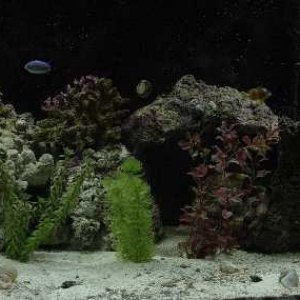 Tank_Resized.JPG