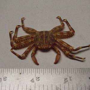 Brutis_Resized.JPG