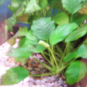 anubias1.jpg