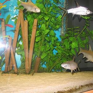 fish_002.JPG