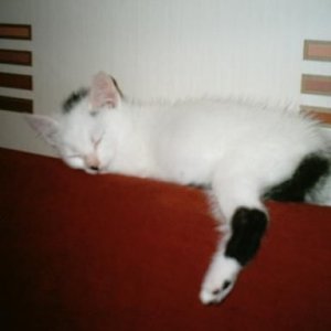 gizmo_005.jpg