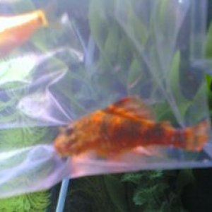 Image_202_.jpg