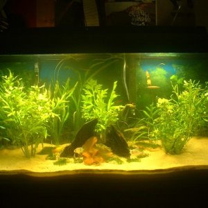 New_fish_tank.JPG