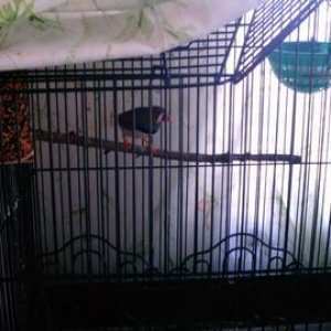 zebrafinch2.jpg