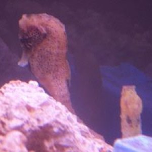 Seahorse1.jpg