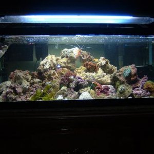 Reef_Aquarium_011.jpg