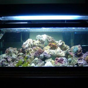 Reef_Aquarium_014.jpg