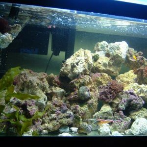 Reef_Aquarium_018.jpg