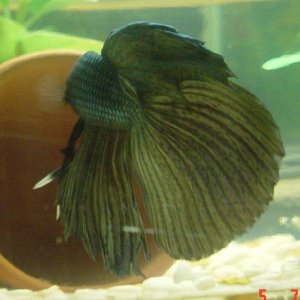 Chamelion_15_2_5_06.jpg
