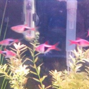 Decent_picture_of_Harlequins.jpg