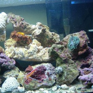 Reef_Aquarium_016.jpg