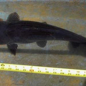 jaws1.JPG