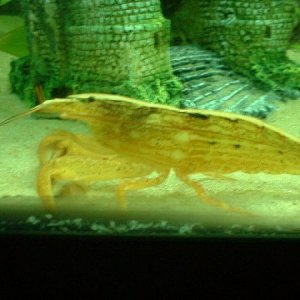 rockshrimp_109.jpg