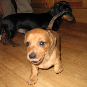Pup_002.jpg