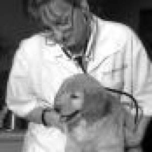 vet.jpg