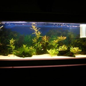 Fish_tank_195_resized.jpg