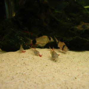 Fish_tank_226_resized.jpg