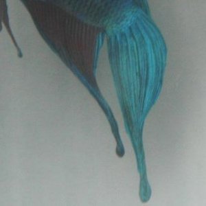 fishie.jpg